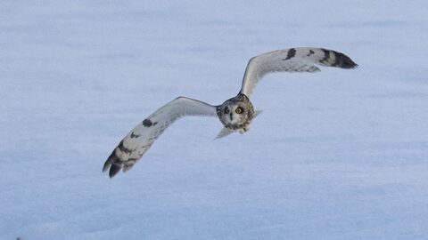 Uil in vlucht boven een besneeuwd landschap, met wijdgespreide vleugels en gefocuste blik.