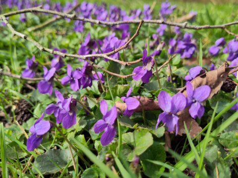 Paarse viooltjes tussen groen gras met takjes en herfstbladeren verspreid over de grond.