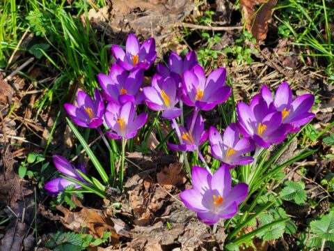 Paarse krokussen in bloei tussen bruine bladeren en groen gras.