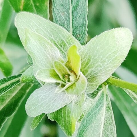 Groene bloemknop omgeven door donkergroene bladeren, met een vaag wazige achtergrond.