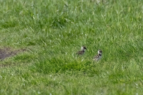 Twee jonge vogels in hoog gras op een zonnige dag.