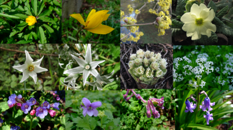Collage van diverse kleurrijke bloemen in volle bloei tegen groene achtergrond.