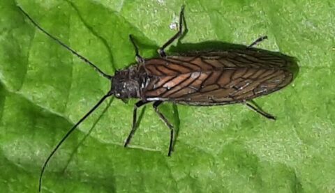 Bruin insect met lange antennes op een groene bladachtergrond.
