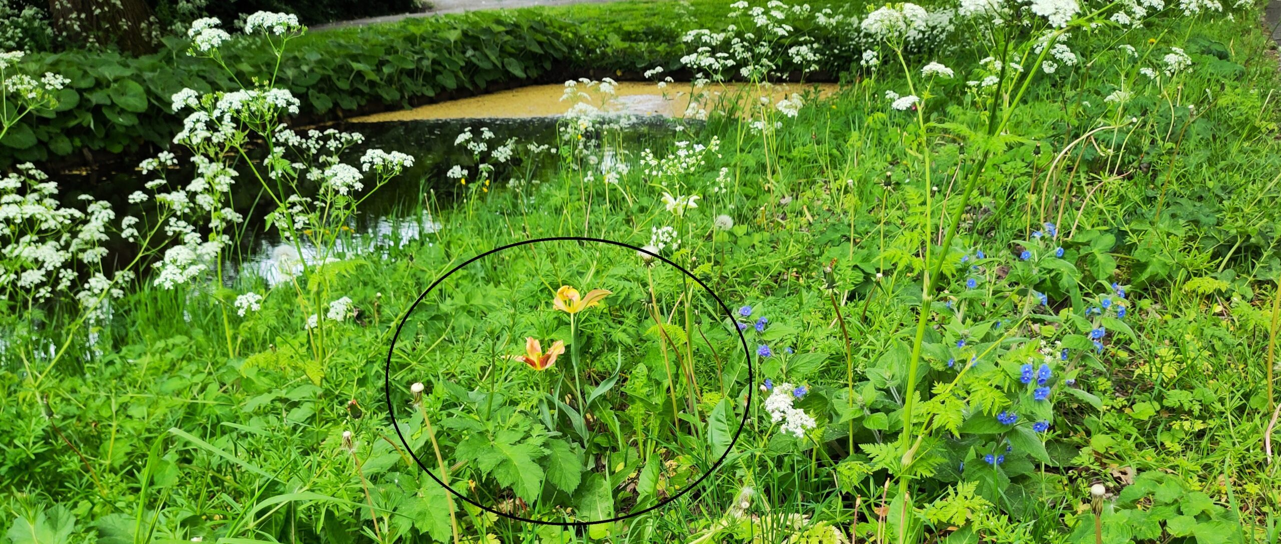 Bloemen in een groene tuin met rivier op de achtergrond. Cirkel markeert oranje bloemen.