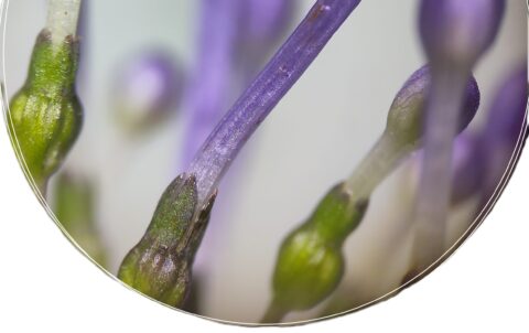 Close-up van paarse bloemknoppen en groene stelen tegen een wazige achtergrond.