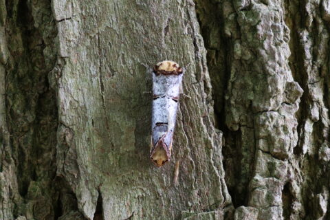 Camouflage-mot op een boomstam, met schorsachtig patroon dat blending bevordert.