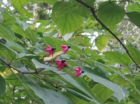 Groene bladeren met kleine roze bloemen en donkere bessen op een tak.