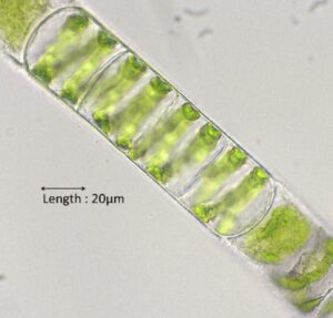 Microscopische opname van groene algenketen; lengte 20 µm aangegeven.