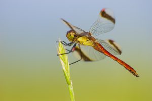 insecten zijn groots in het klein