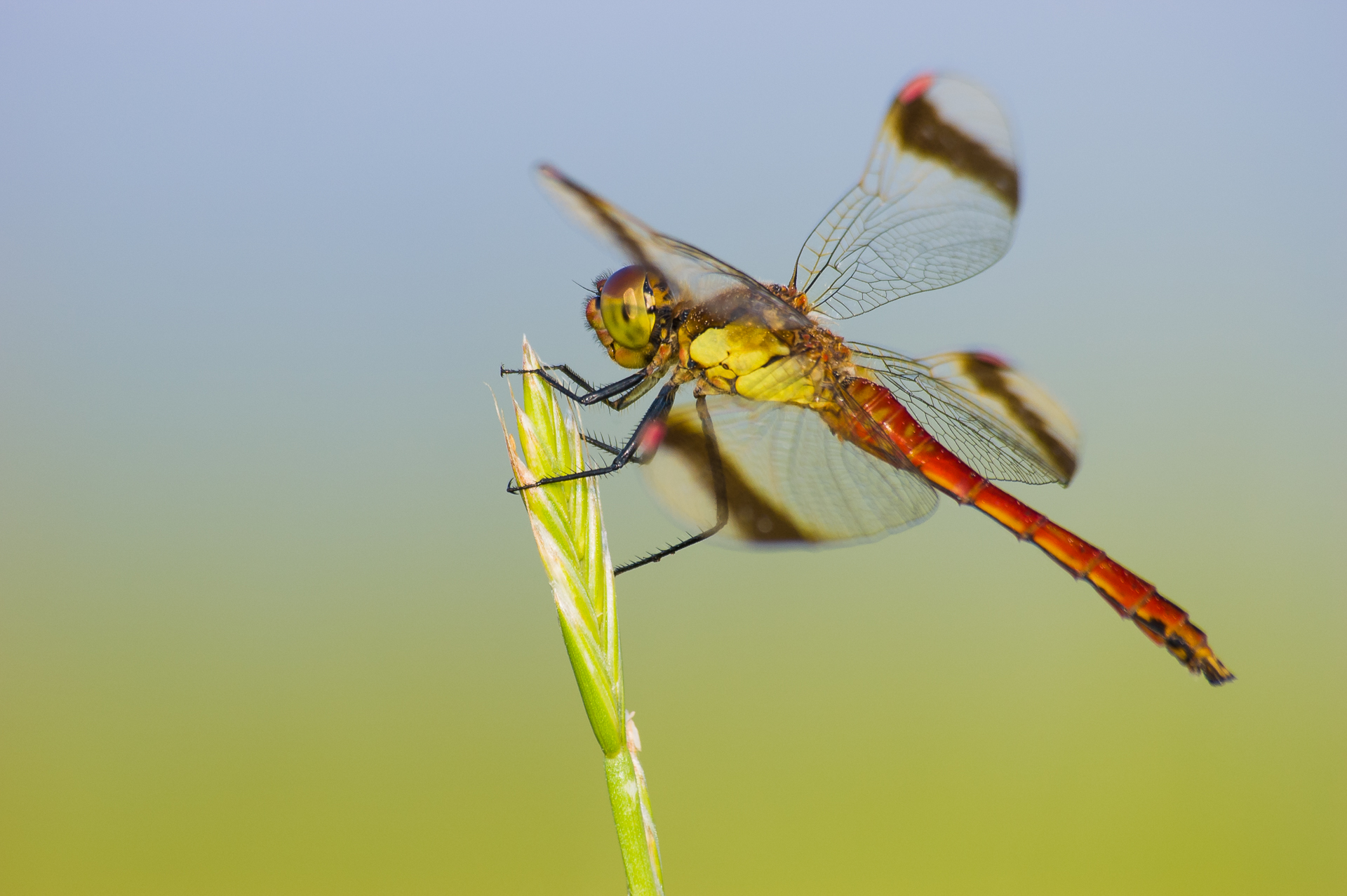 insecten zijn groots in het klein