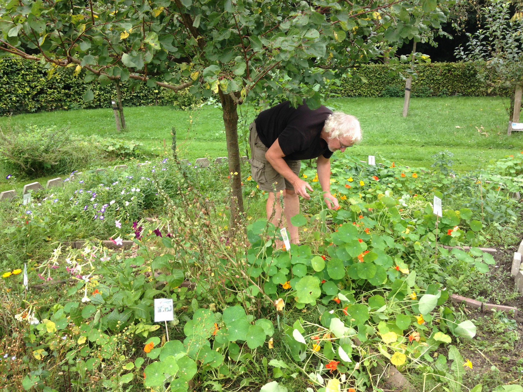 Persoon werkt in een tuin met bloemen en planten, onder een boom, omgeven door gras en heesters.