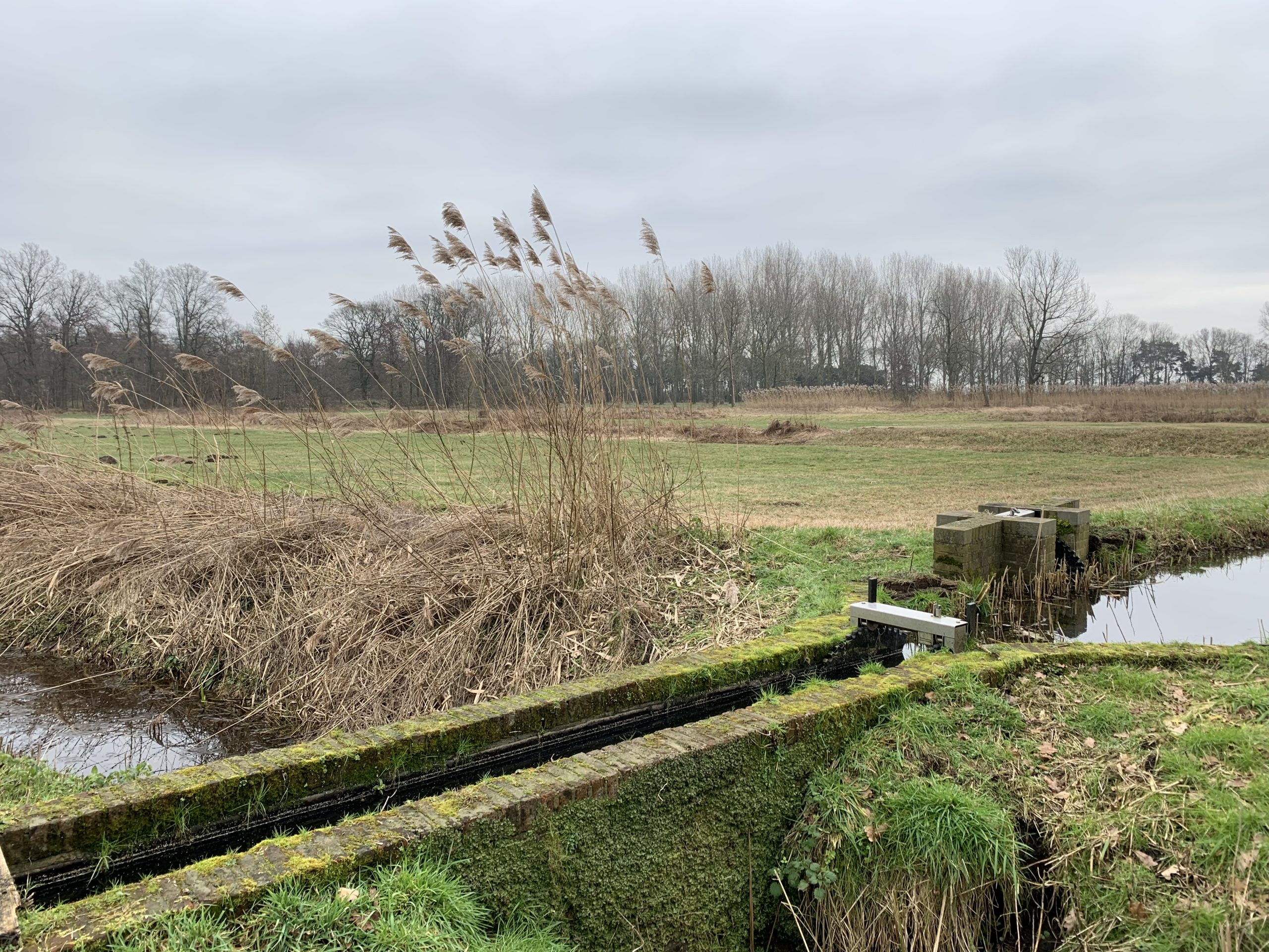 Landelijk landschap met een grasveld, riet, een sloot en een betonnen waterkering onder een bewolkte lucht.