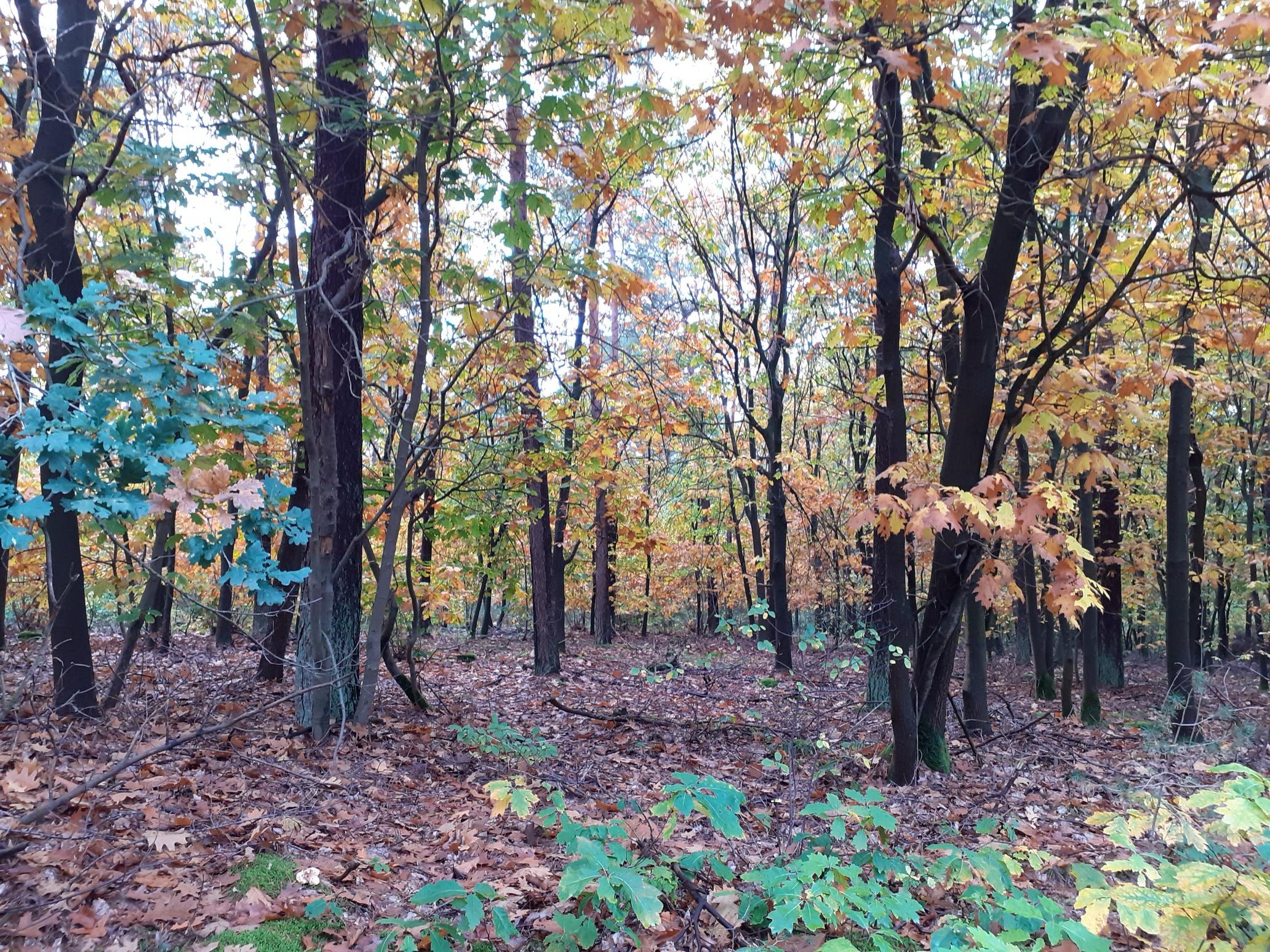 Bos in de herfst met kleurrijke bladeren van groen naar oranje en bruin op bomen en grond.