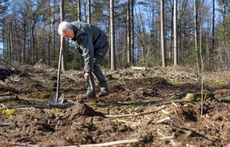 Een persoon plant een boompje in een bos met een schop.