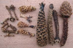 Verschillende soorten dennenappels en kegels liggen op een houten oppervlak.