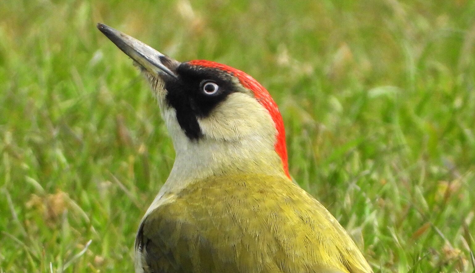 Specht met rode kop en groene vleugels op grasveld, kijkt omhoog.