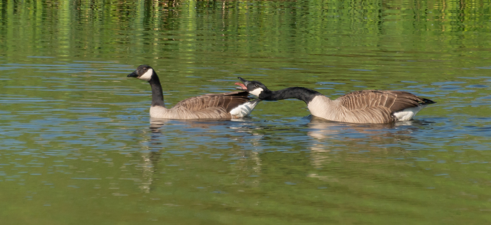 vogelcursus voor beginners