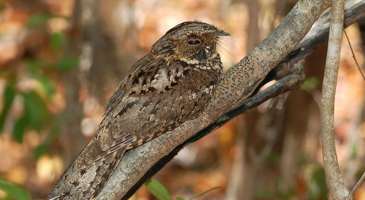 Een nachtzwaluw camoufleert op een tak in een bosrijke omgeving.