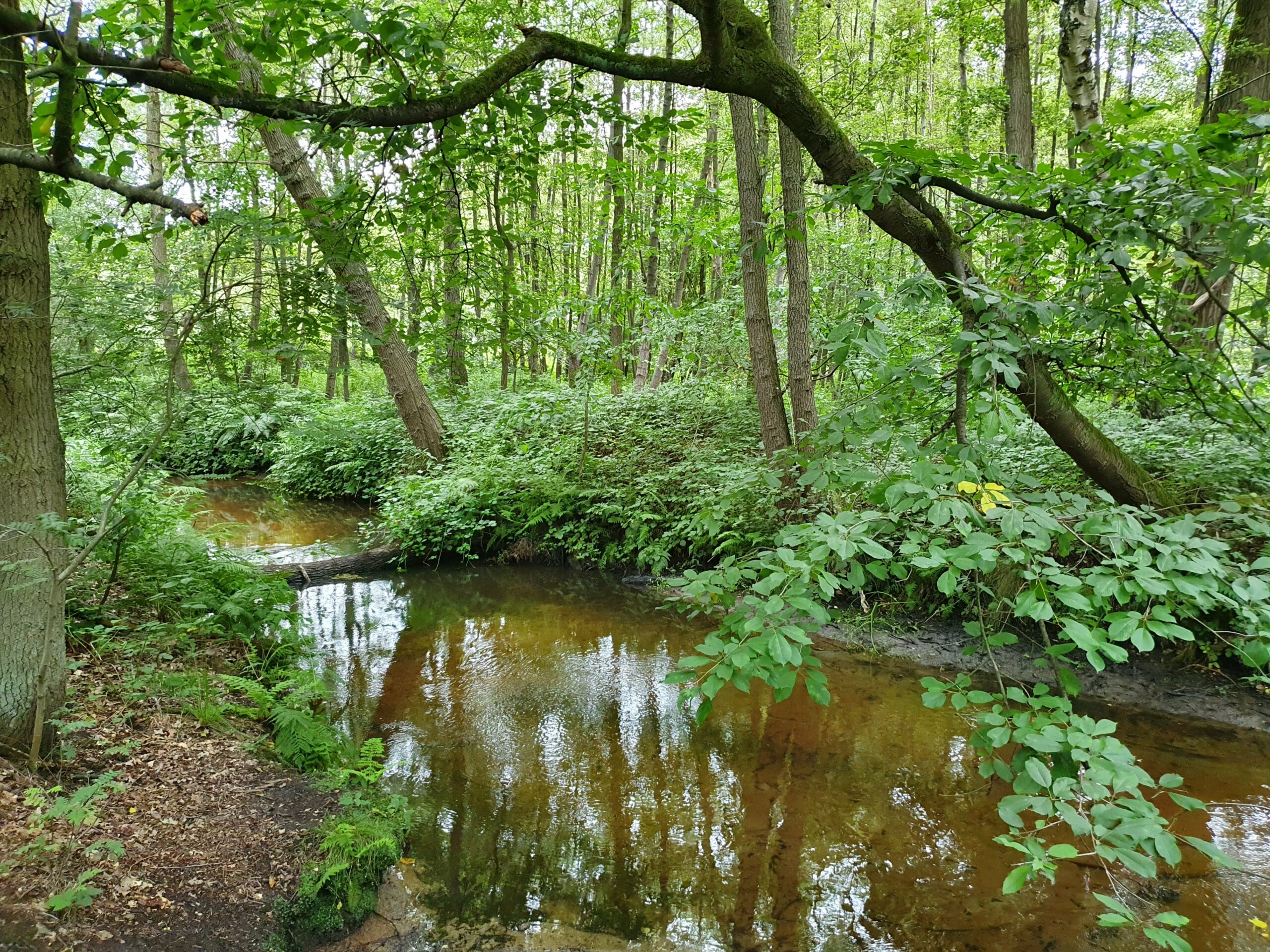 Bos met een kronkelende beek, omringd door weelderige groene bomen en struiken.