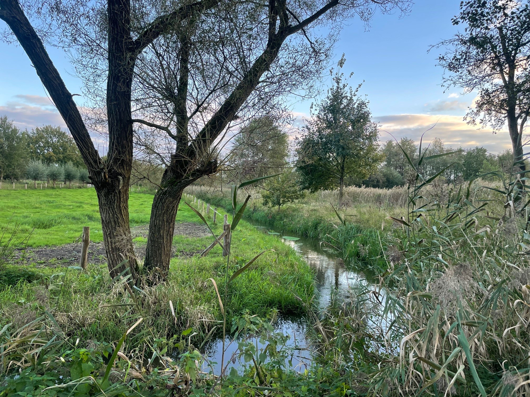 Landschap met grasland, kronkelend beekje en bomen onder een blauwe lucht met wolken.