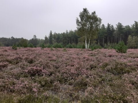 Heideveld met paarse bloemen, een enkele boom en een bosrand op een bewolkte dag.