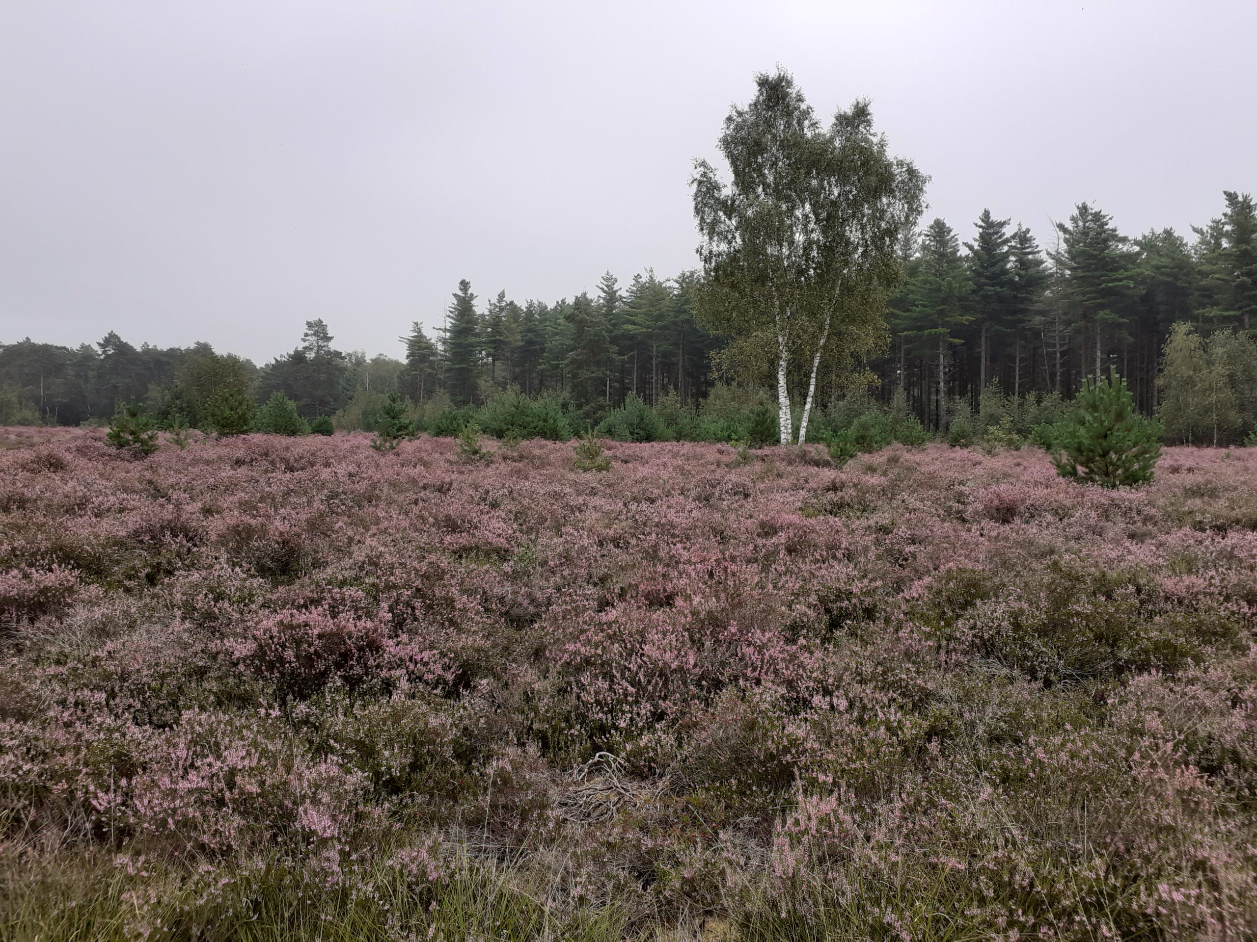 Heideveld met paarse bloemen, een enkele boom en een bosrand op een bewolkte dag.