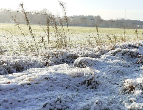 Besneeuwd veld met gras en kale struiken, onder een heldere winterlucht.