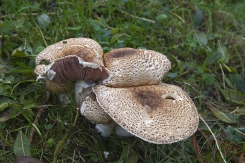 Bruine paddenstoelen met gevlekte hoeden groeien op grasrijke ondergrond.