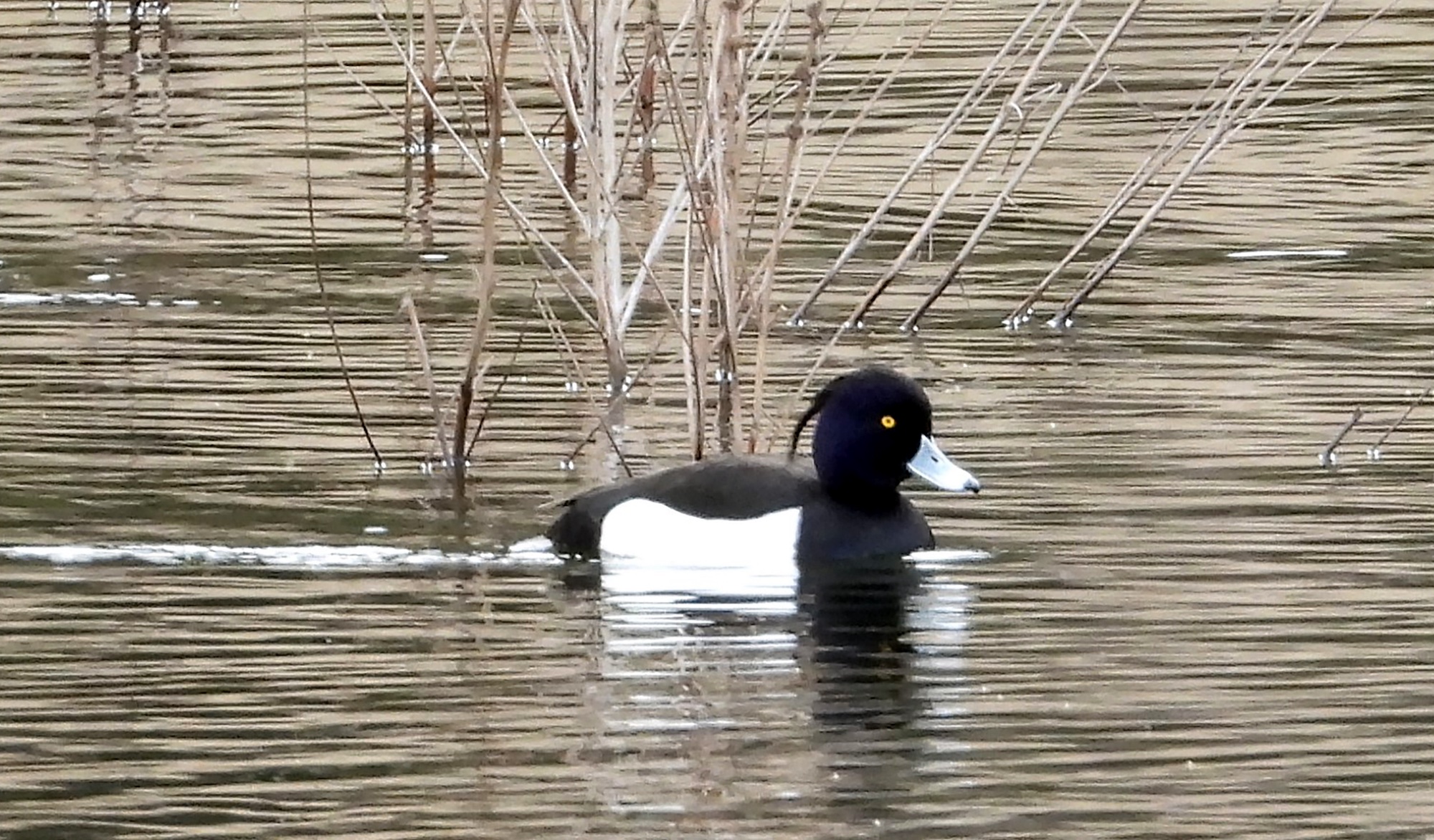 Kuifeend zwemt in een meer met riet op de achtergrond.