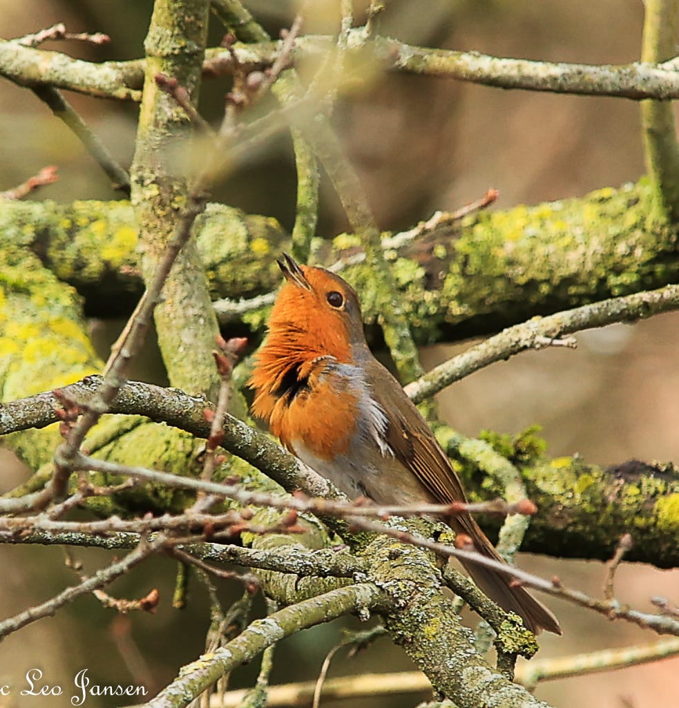 Roodborstje zingt op een met mos bedekte tak, omgeven door kale takken.