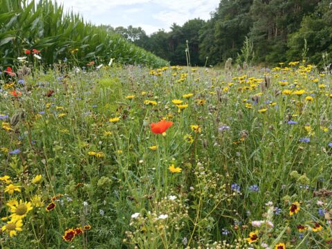Bloemenveld naast een maïsveld met diverse wilde bloemen in gele, rode en blauwe tinten.