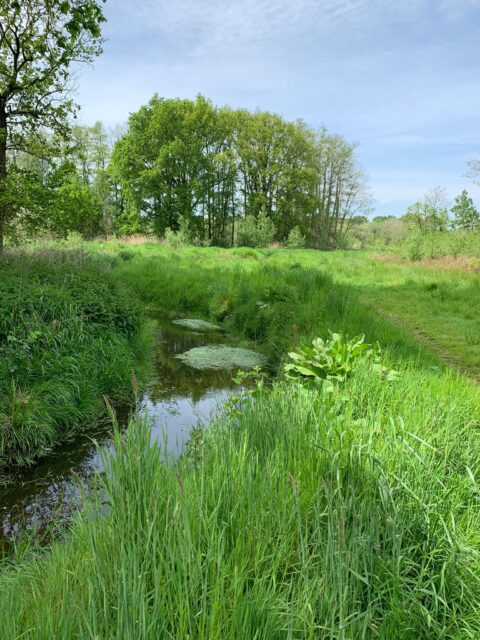 Boskanaal en grasveld onder een lichte lucht, omgeven door bomen.