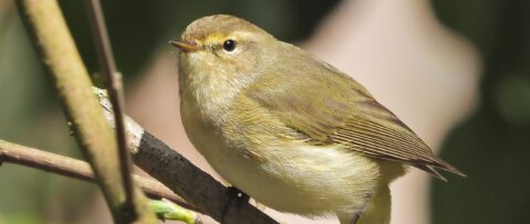 Een kleine zangvogel zit op een tak, met een groene achtergrond.