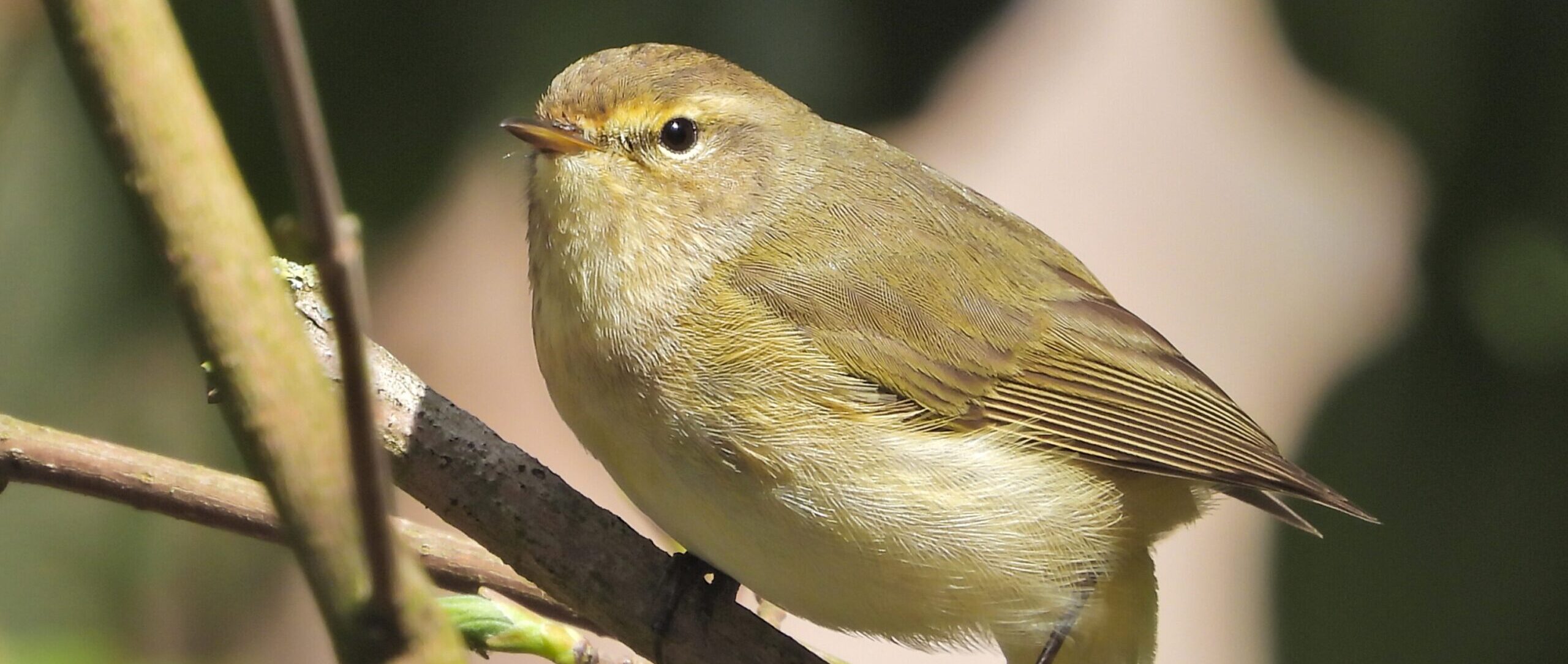 Een kleine zangvogel zit op een tak, met een groene achtergrond.
