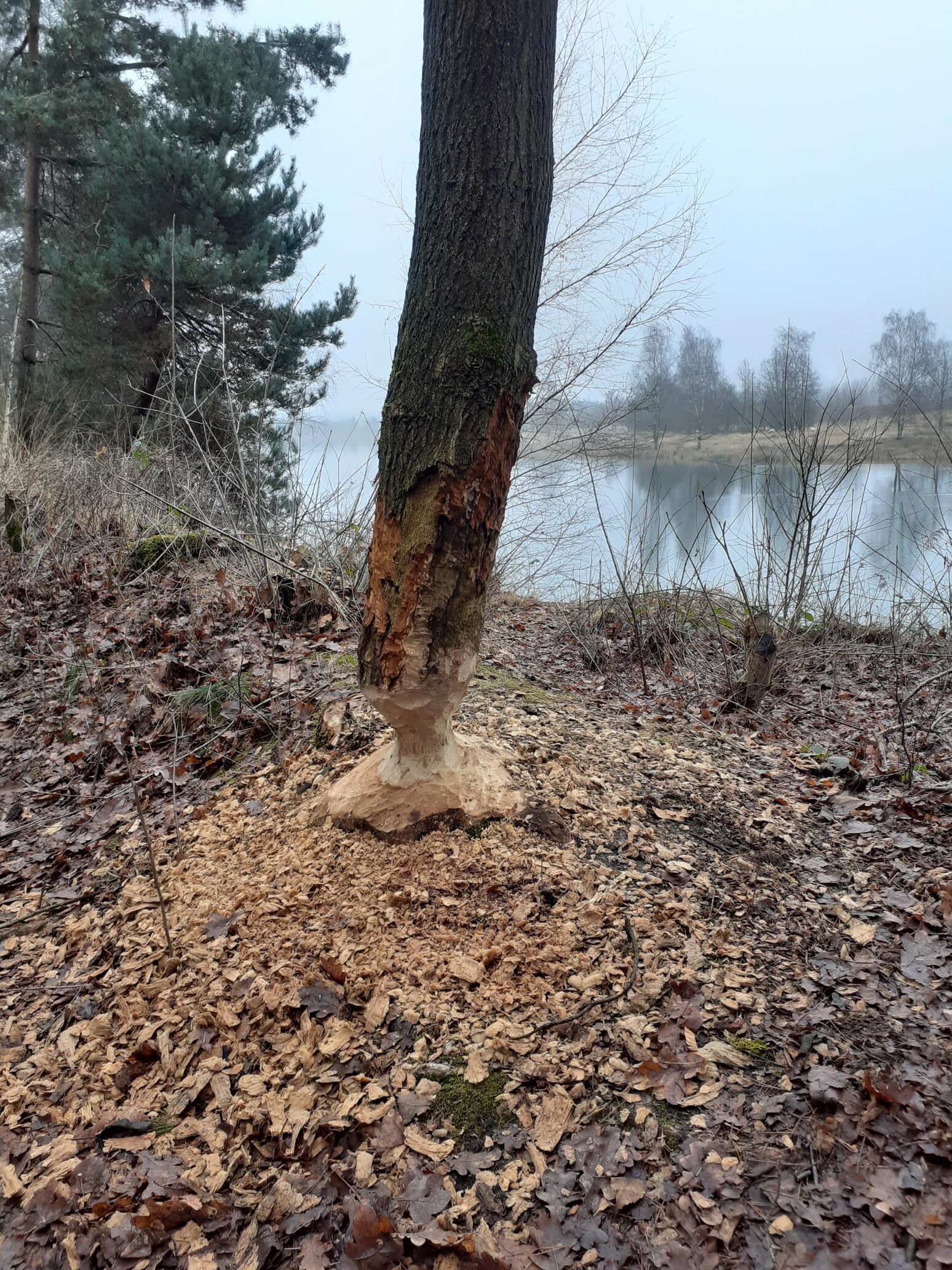 Boom bij rivier, knaagschade door bever met spaanders op de grond, mistige achtergrond.