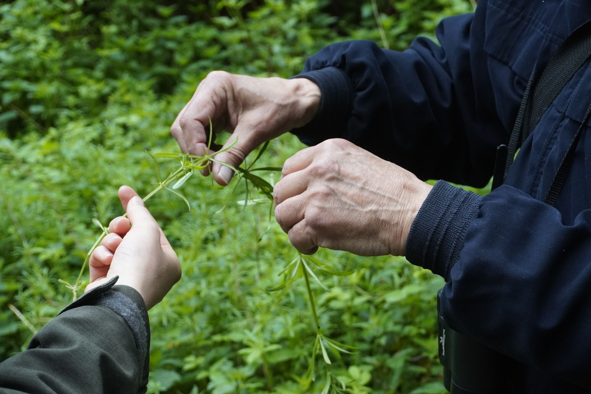 Twee mensen inspecteren samen een plant in een groene, natuurlijke omgeving.