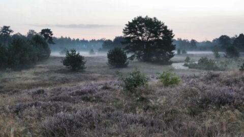 Mistige heide met verspreide bomen en struiken bij zonsopgang.