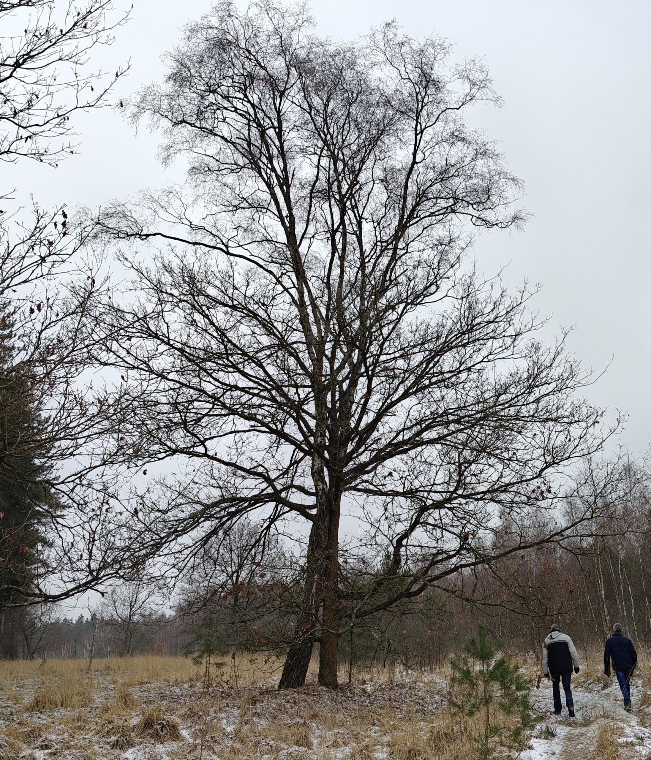 Kale boom in winterlandschap met twee wandelaars op een besneeuwd pad.