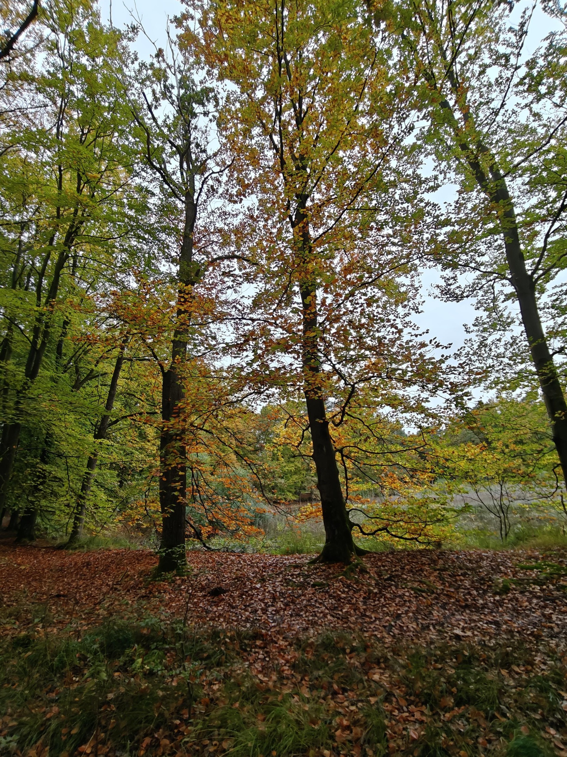 Boslandschap in de herfst met groene en oranje bladeren en een bladerdek op de grond.