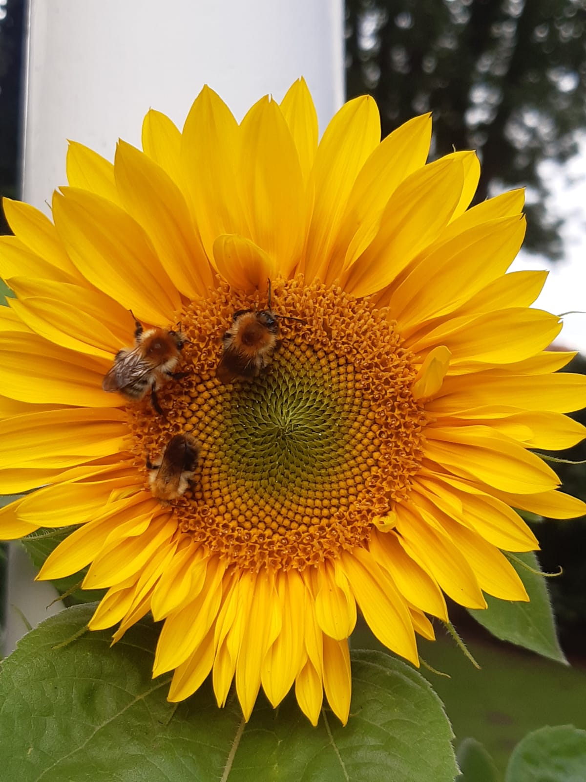 Zonnebloem met drie bijen op de bloemblaadjes, groene bladeren op de achtergrond.