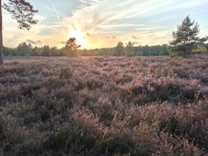 Zonsondergang boven bloeiende heide met sparrenbomen en pastelkleuren in de lucht.