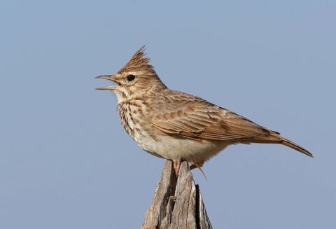 Bruine leeuwerik met kuif zingt vanaf een houten paal tegen een blauwe hemel.