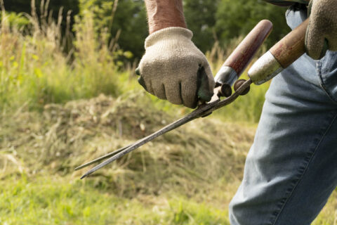 Tuinier snoeit gras met heggenschaar in een zonnige, groene tuin.