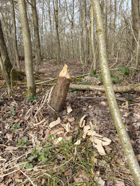 Afgezaagde boomstam in een bos met verspreide houtsnippers op de grond.