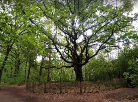 Grote, oude boom met uitgestrekte takken omheind in een bosrijk gebied.