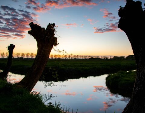Zonsopgang met geknotte bomen en wolken weerspiegeld in een rustig wateroppervlak.