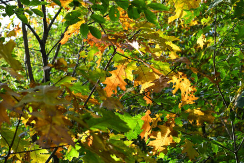 Groene en gele herfstbladeren verlicht door zonlicht in een dicht bladerdak.