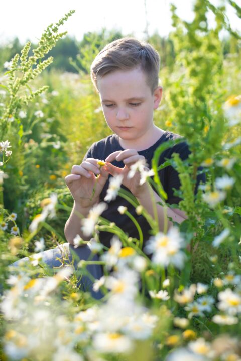 Jongen plukt bloemblaadjes van madeliefje in groene weide op zonnige dag.