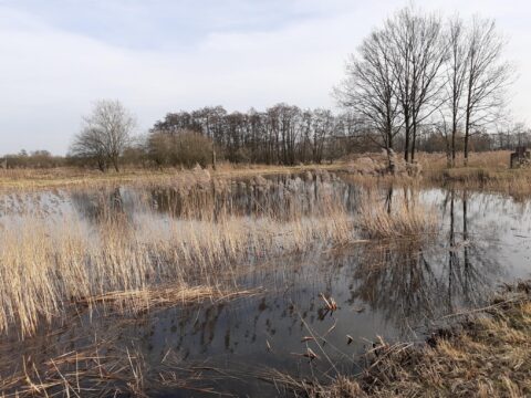 Vijver met riet en kale bomen op een bewolkte dag in een vlak landschap.
