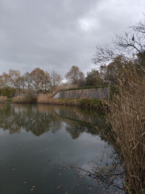 Stille vijver met riet en bomen weerspiegeld onder een bewolkte hemel.